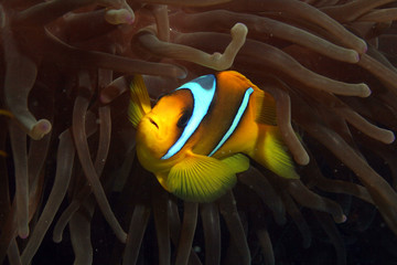 Naklejka na ściany i meble Red Sea Fish Anemone (Clown Fish)