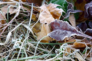 Morning frost