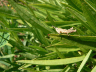 Sauterelle seule au monde sur un brin d'herbe