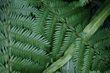 Bracken