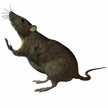 Ratte Photos Royalty Free Images Graphics Vectors Videos Adobe Stock