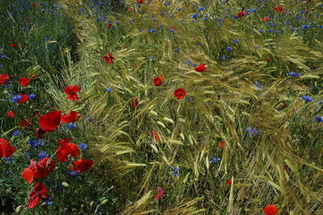peinture nature 