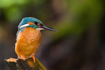 Kingfisher