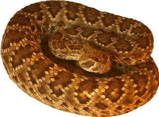 A Deadly Mojave Rattlesnake