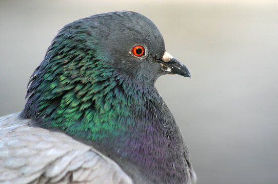 Head of the pigeon on a grey background, close up
