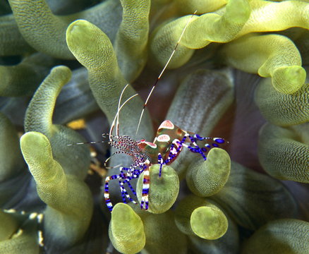 Fototapeta spotted cleaner shrimp