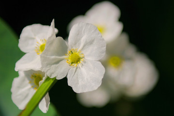 Obraz premium Graceful lonely tropical flower in foliage