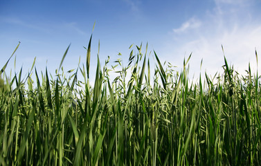 Oatfield against blue sky and white clouds