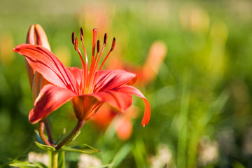 Beautiful orange lily on green nature backround