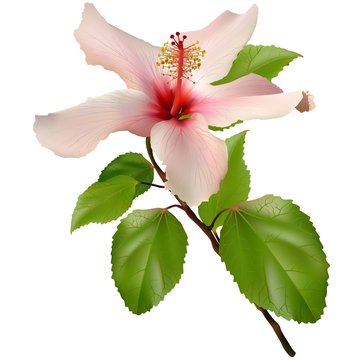 Beautiful exotic flower - Marshmallow (hibiscus)