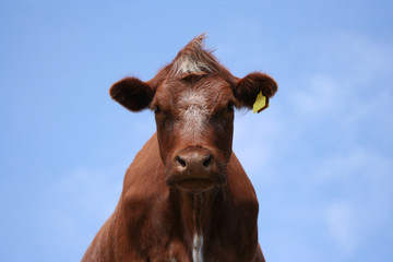 brown cow head shot