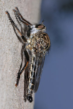 Dittero asilide