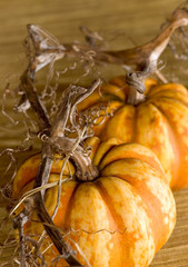 Pumpkins with withered vine attached