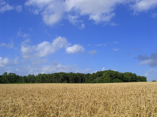 champs de céréales
