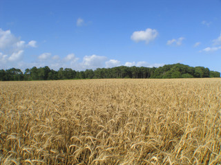 Naklejka premium champ de céréales