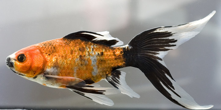 Kiemenatmung Bilder Durchsuchen 974 Archivfotos, und