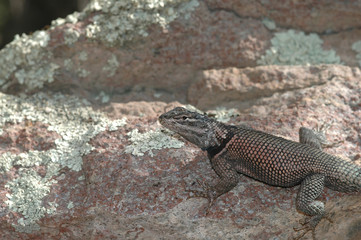 The spiny lizard blends in well with it's rocky habitat.