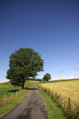 le passage sous l'arbre
