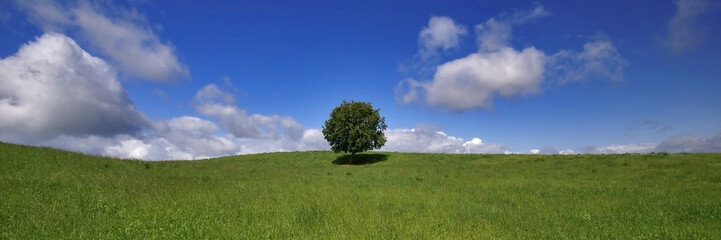 Obraz premium l'arbre au milieu