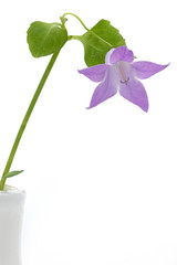 Tiny bellflower