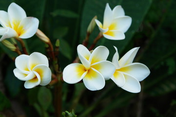 Fototapeta na wymiar Tropikalne kwiaty: kwiaty frangipani