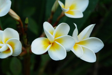 Obraz premium tropical flowers : flowers of the tree frangipanier 