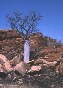 Flaschenbaum