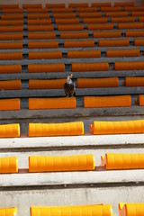 solitude : pigeon dans une tribune