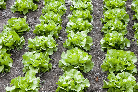 Rows of butterhead lettuce in a farm