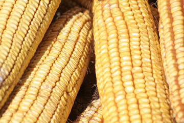 Close-up of two Corn cars