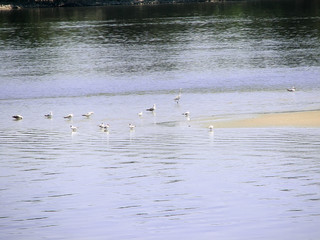 small island with birds