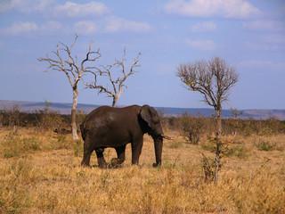 Plakat Elephant after mud bath