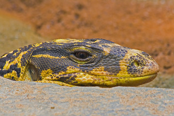 Closeup of a snake head resting