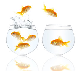 Aquarium with gold small fishes on a white background