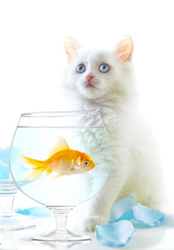 White a kitten and a gold small fish.