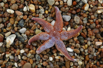 &eacute;toile de mer &eacute;chou&eacute;e