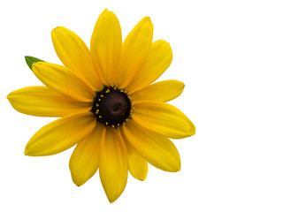 Black-eyed Susan