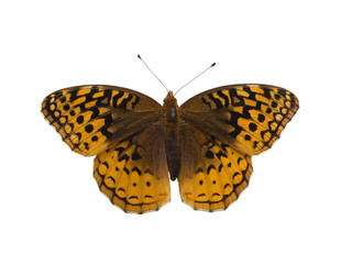Fototapeta na wymiar Greath Spangled Fritillary Butterfly