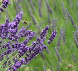 lavender