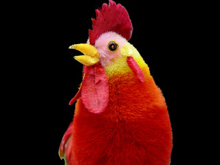 Toy Rooster