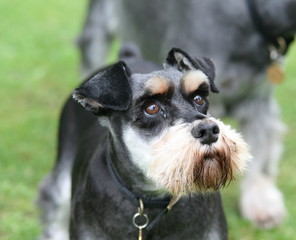 miniature schnauzer