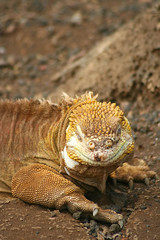 A Galapagos land iguana