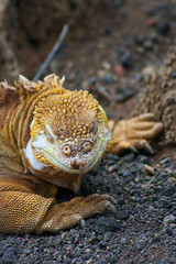 A Galapagos land iguana