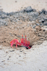 A colourful burrowing crab 