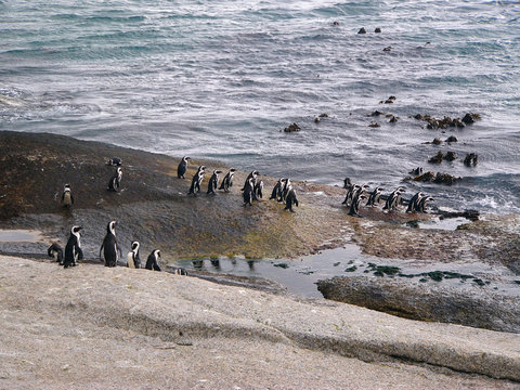 Jackass penguins near Simon's Town