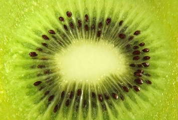 Kiwi slice close up