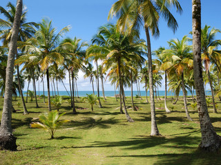 dans la cocoteraie 2