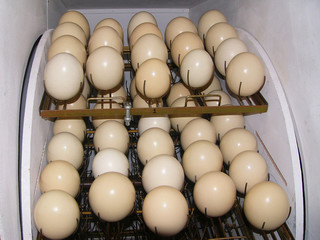 Ostrichs' eggs in incubator