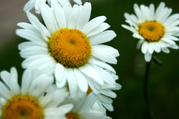 Obraz premium camomile