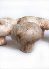 Mushroom Family